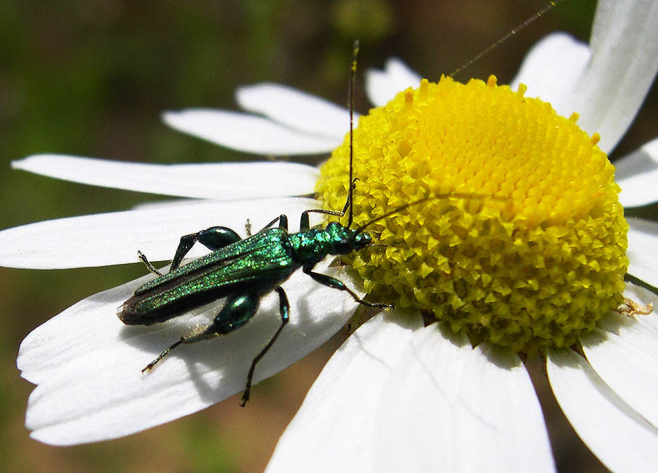 Käfer und Kamille