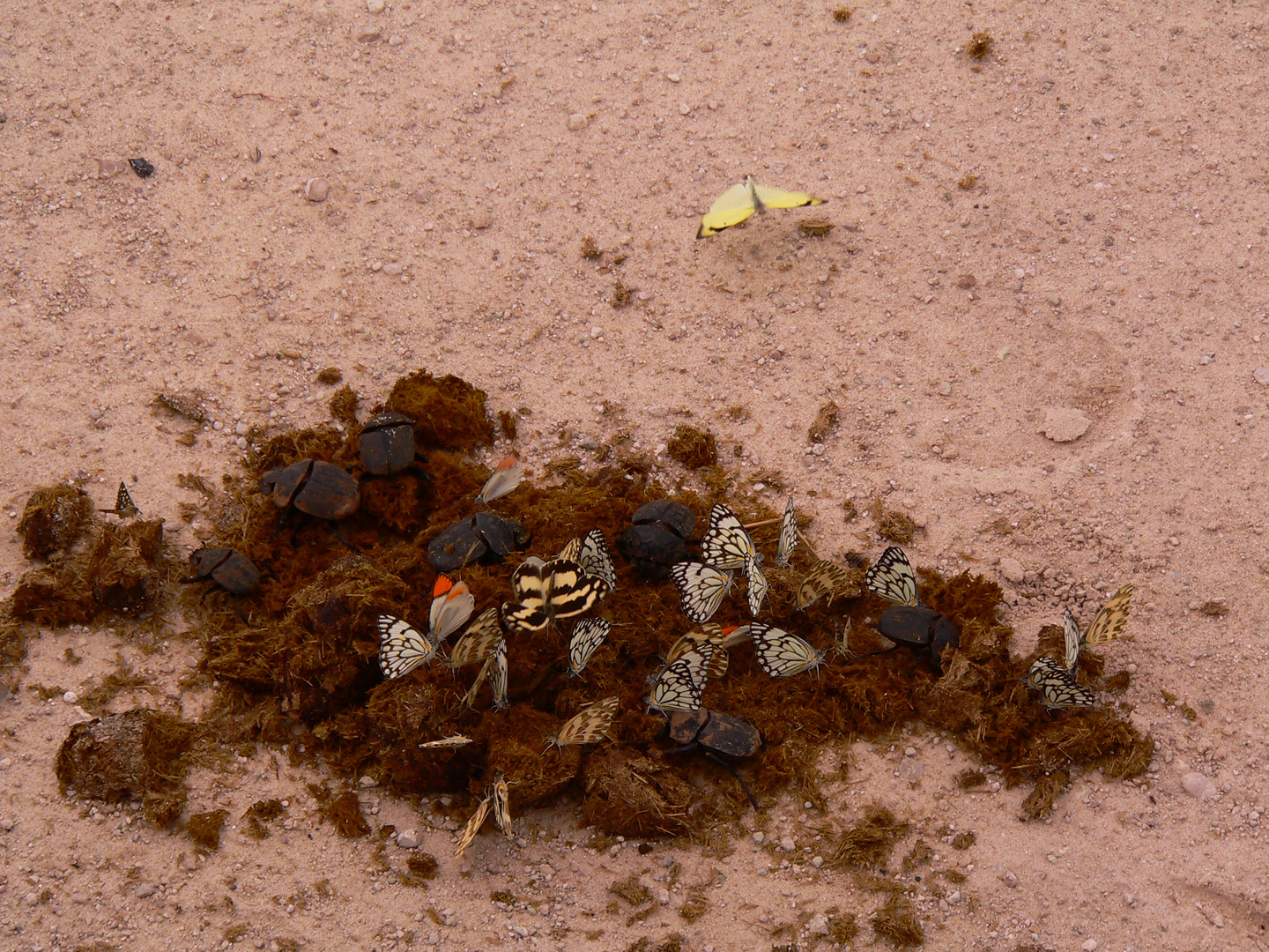 Käfer und Schmetterlinge im Etosha-Nationalpark