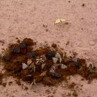 Käfer und Schmetterlinge im Etosha-Nationalpark