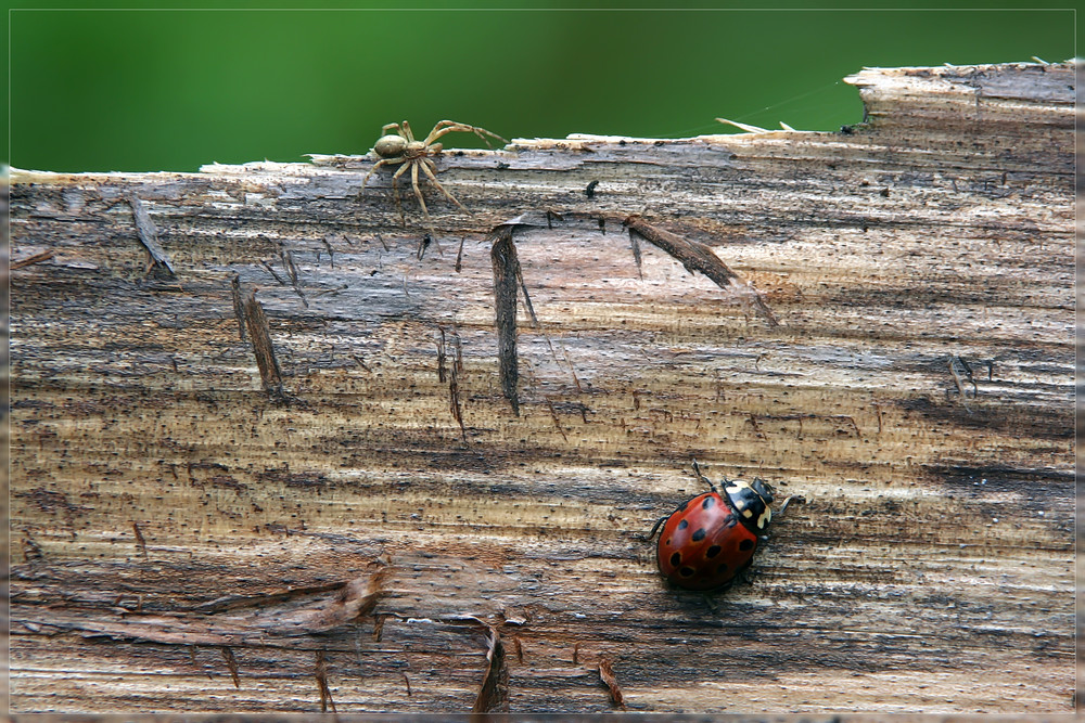 Käfer und Spinne