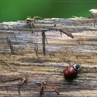Käfer und Spinne