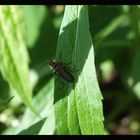 Käfer unterm Sonnenschirm