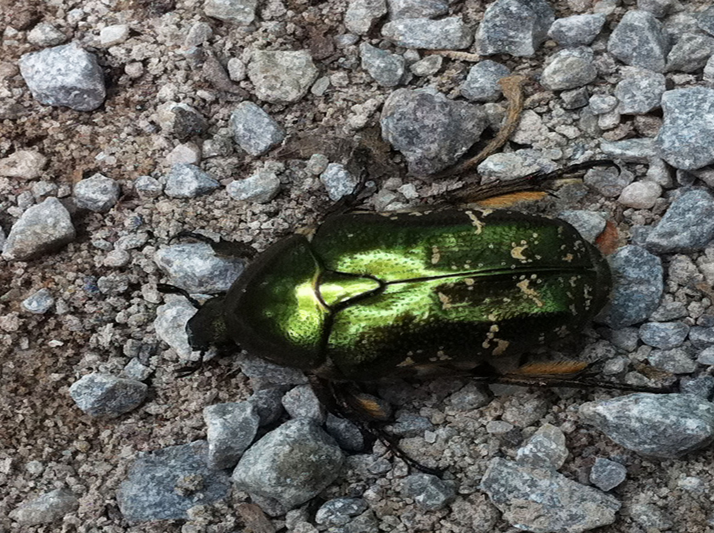 Käfer unterwegs