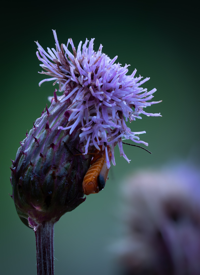 Käfer versteckt sich in Blüte