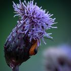 Käfer versteckt sich in Blüte