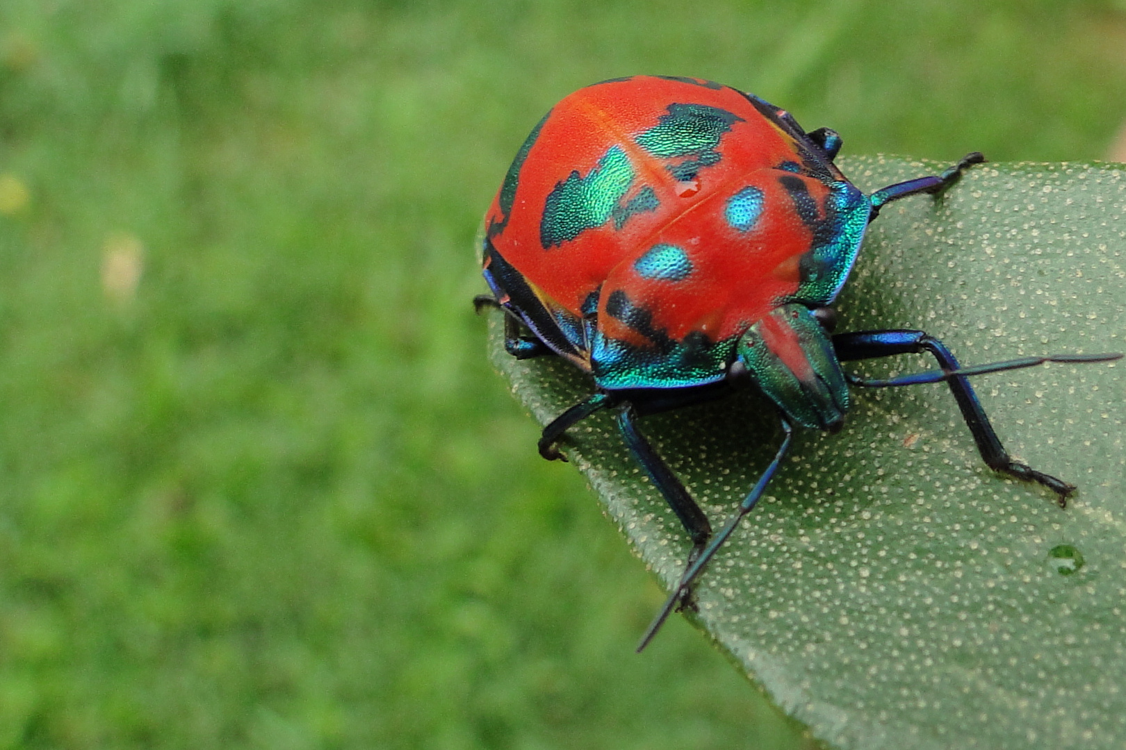 Käfer von Queensland (Australien)