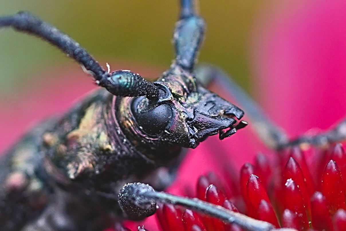 Käfer von Toom