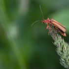 Käfer vor dem Abflug