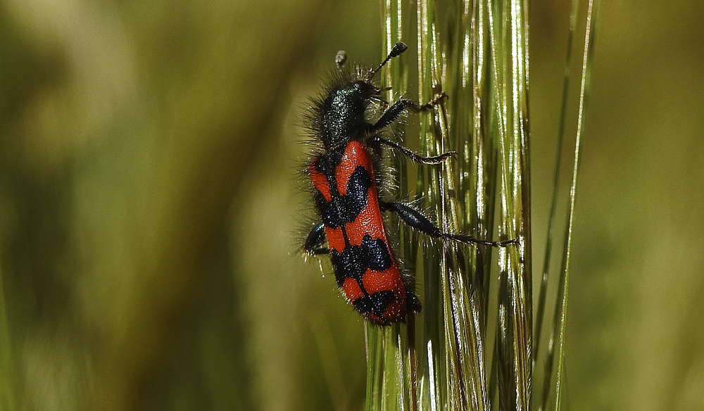 Käfer "Zottiger Bienenkäfer"