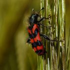 Käfer "Zottiger Bienenkäfer"