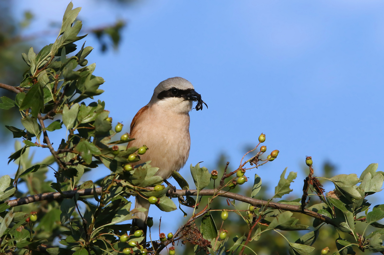 Käfer zum Abendbrot - Neuntöter (Lanius collurio)  Männchen mit Beute 