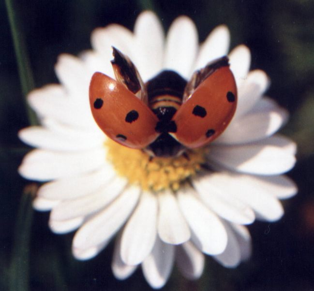 Käfer zum Abflug bereit