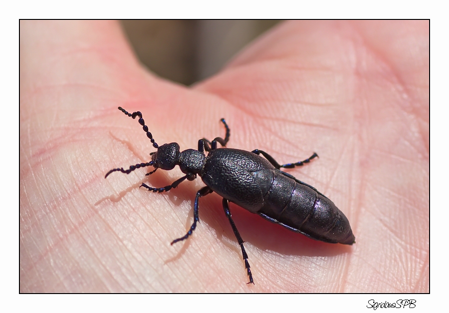 Käfer zwischen Daumen und Zeigefinger