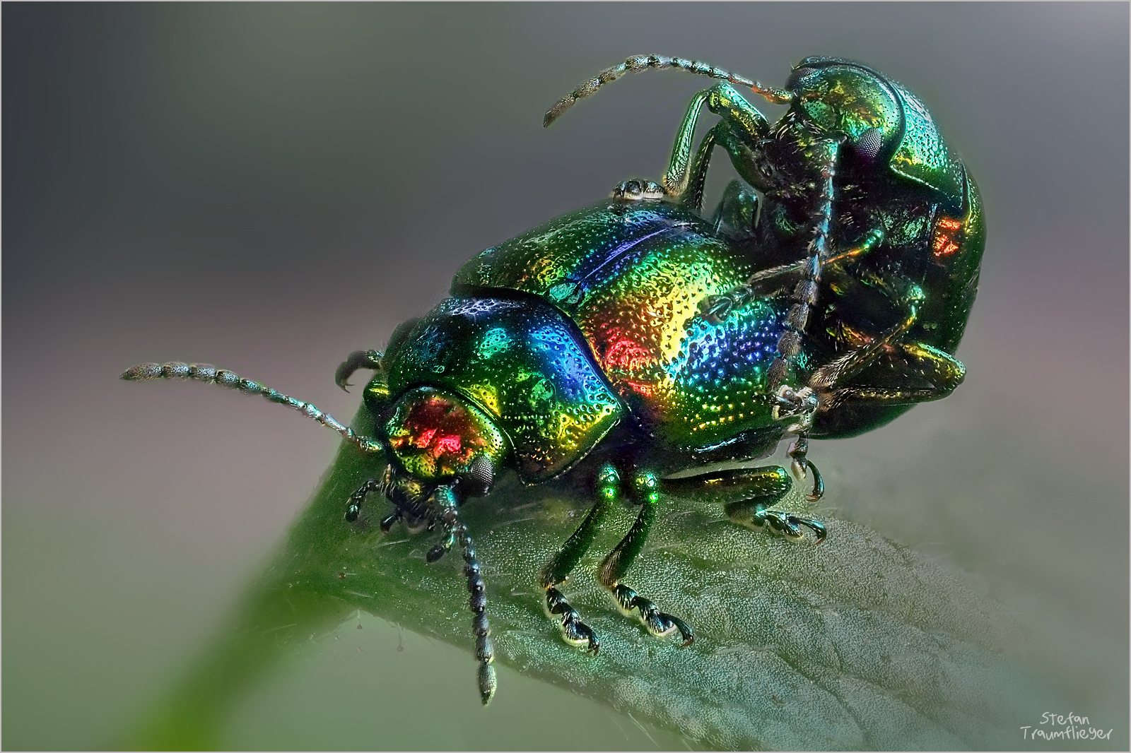 kaefer_2 Foto & Bild | tiere, wildlife, insekten Bilder auf fotocommunity