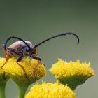 KäferaufBlume