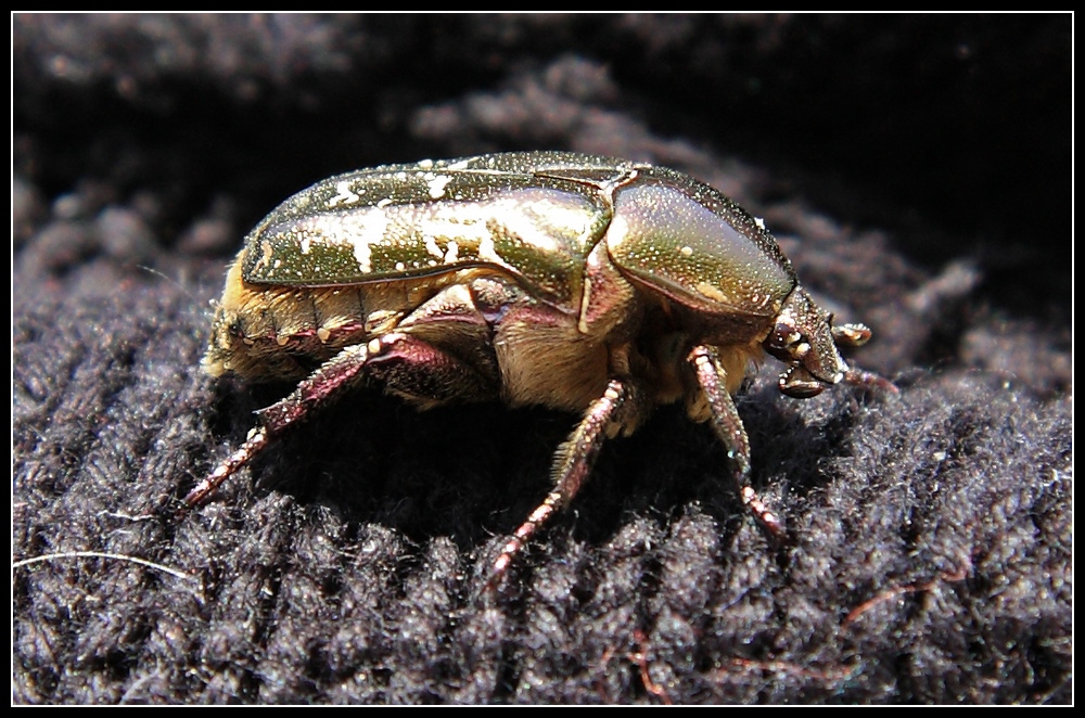 Käferbesuch