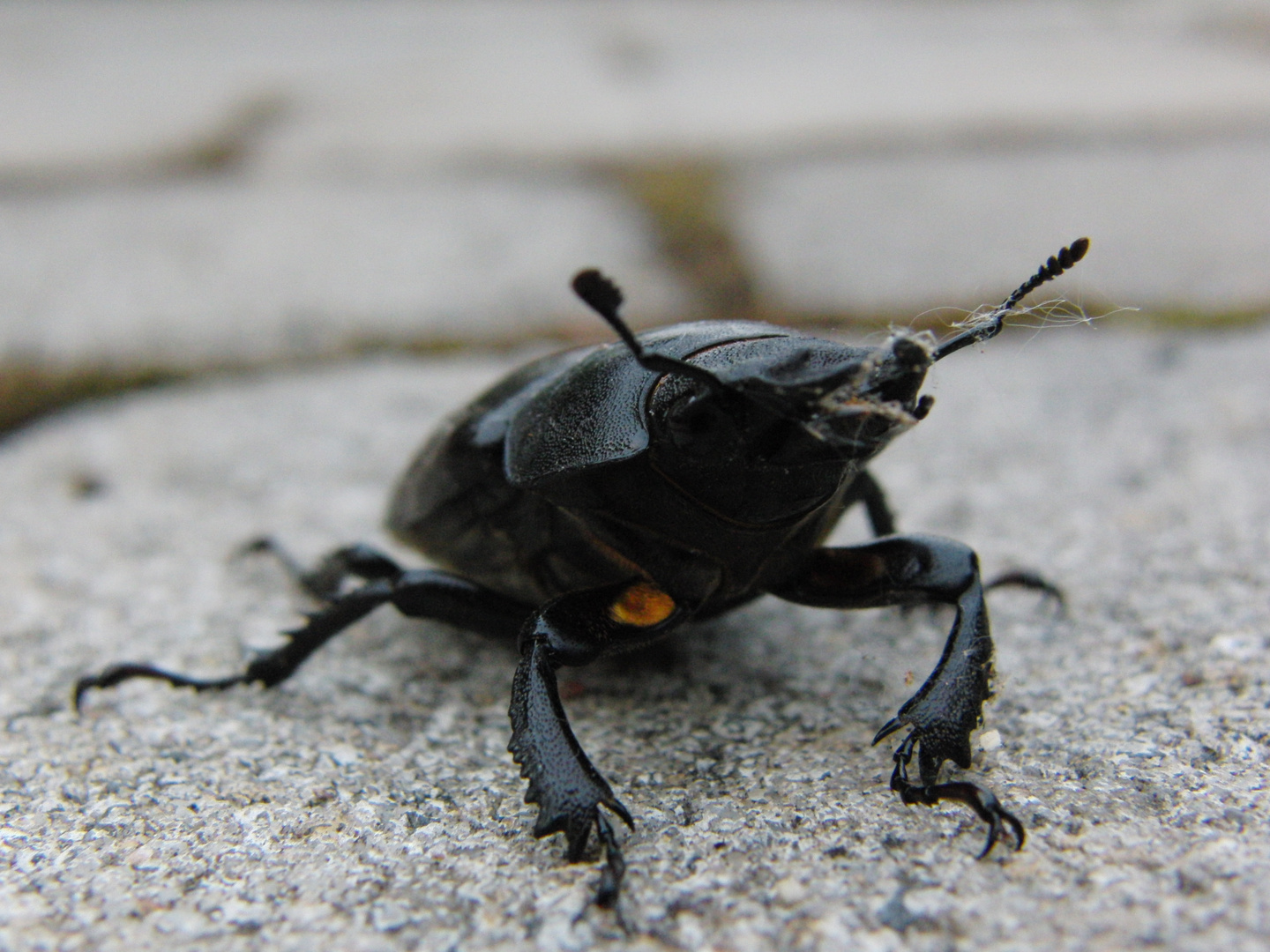 Käferbesuch