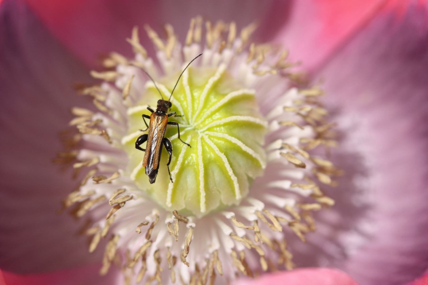 Käferchen auf Mohn