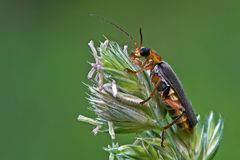 Käferchen beim Rumhängen