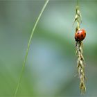 *Käferchen im Wald*