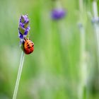 Käferchen liebt Lavendel