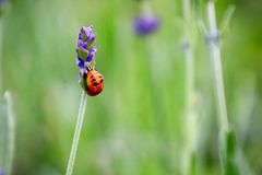 Käferchen liebt Lavendel