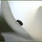 Käferchen wohnhaft in einer Krokusblüte