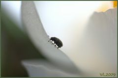 Käferchen wohnhaft in einer Krokusblüte