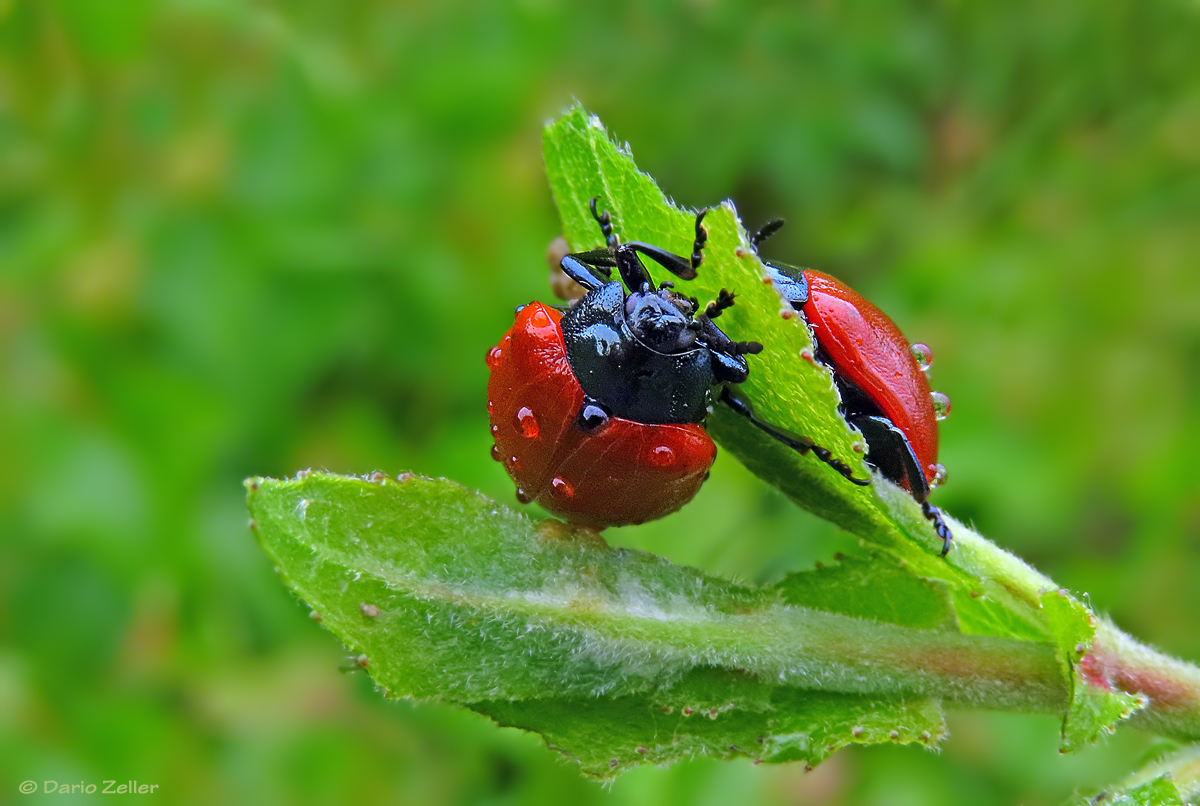 Käferduo