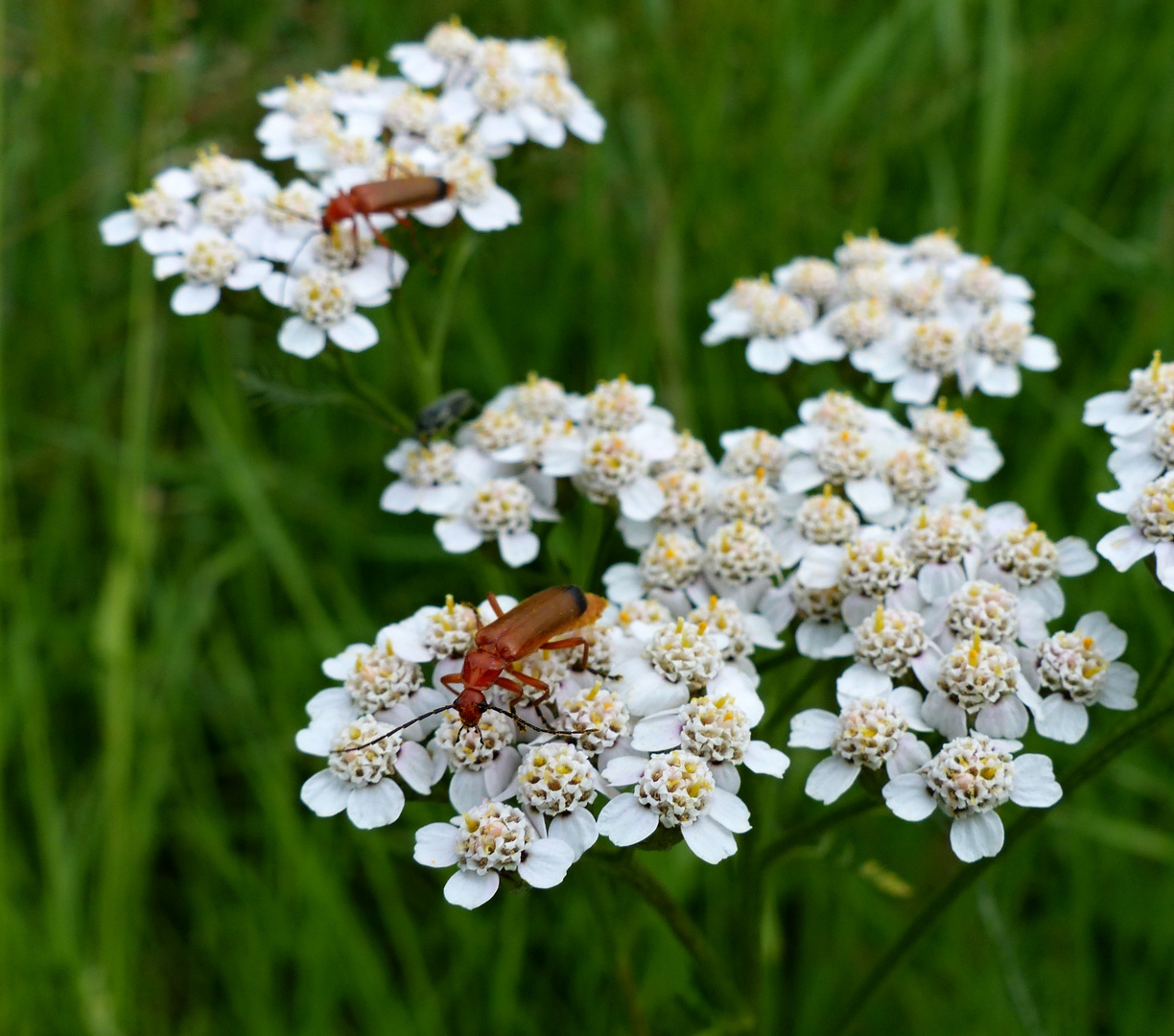 Käferglück