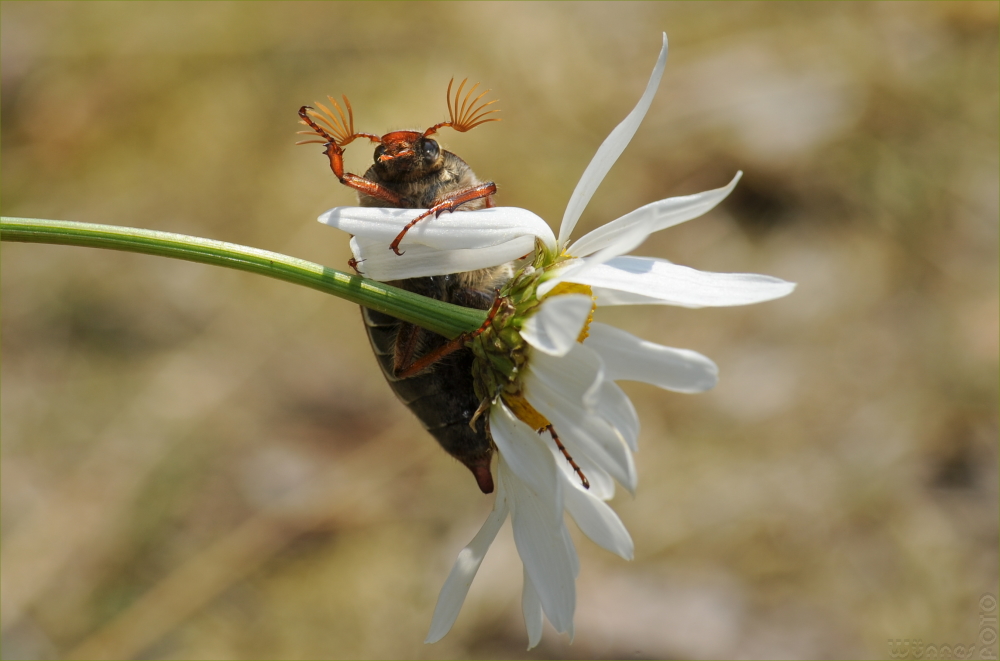 KäferGruss