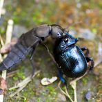 Käferkampf Schwarzer Moderkäfer und Waldmistkäfer