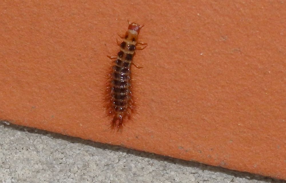Käferlarve auf der Hauswand - wird wohl ein Schneckenhauskäfer
