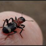 Käferle...auf meiner Fingerspitze...