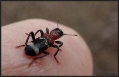 Käferle...auf meiner Fingerspitze...