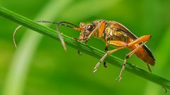 Käferlein klein ...