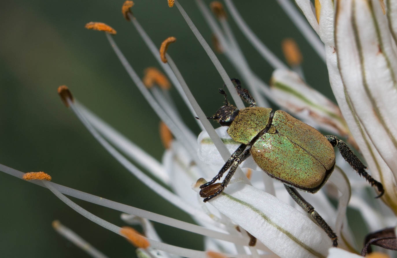 Käferlein mitten in den Pollen