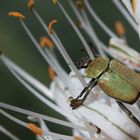 Käferlein mitten in den Pollen