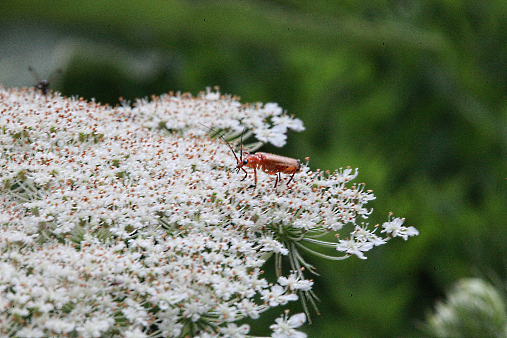 Käferli auf ner Blüte