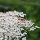 Käferli auf ner Blüte