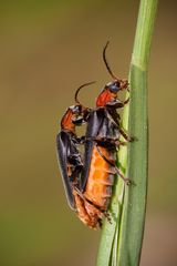 käferliebe