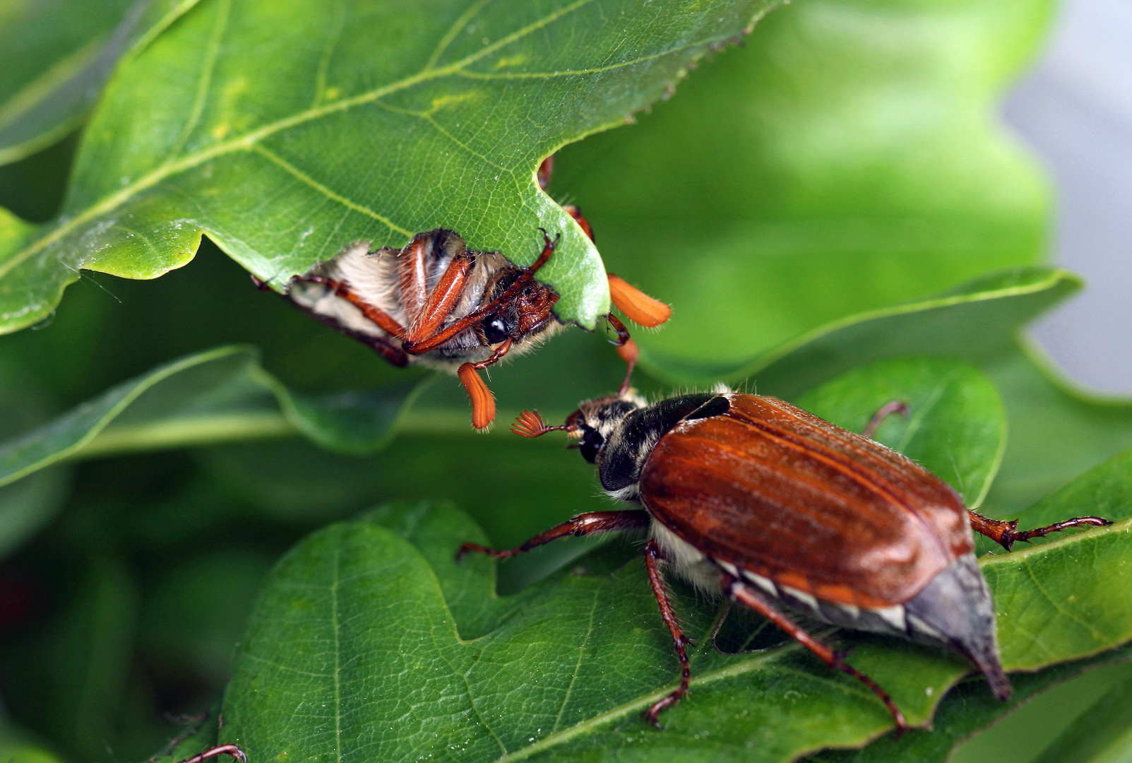 Käferpaar