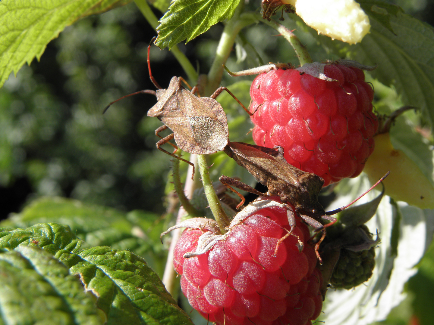 Käferpaarung auf Himbeere