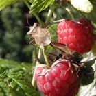 Käferpaarung auf Himbeere