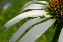 Käfer's bunte Welt.