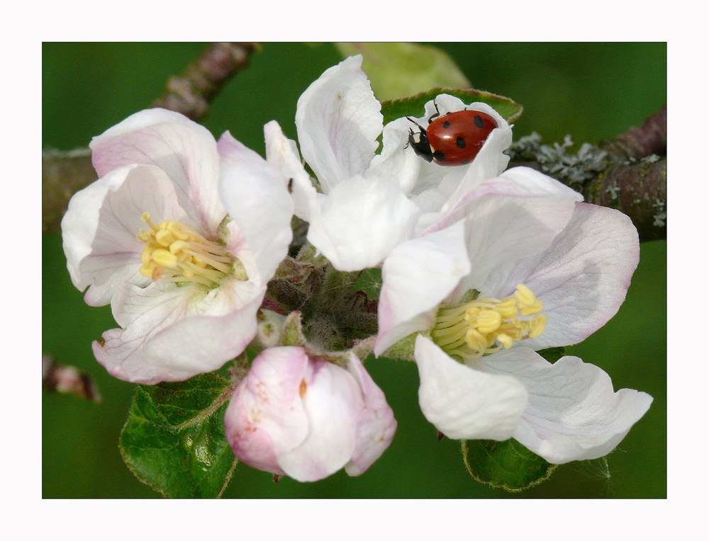 "Käfer´s-Glück"