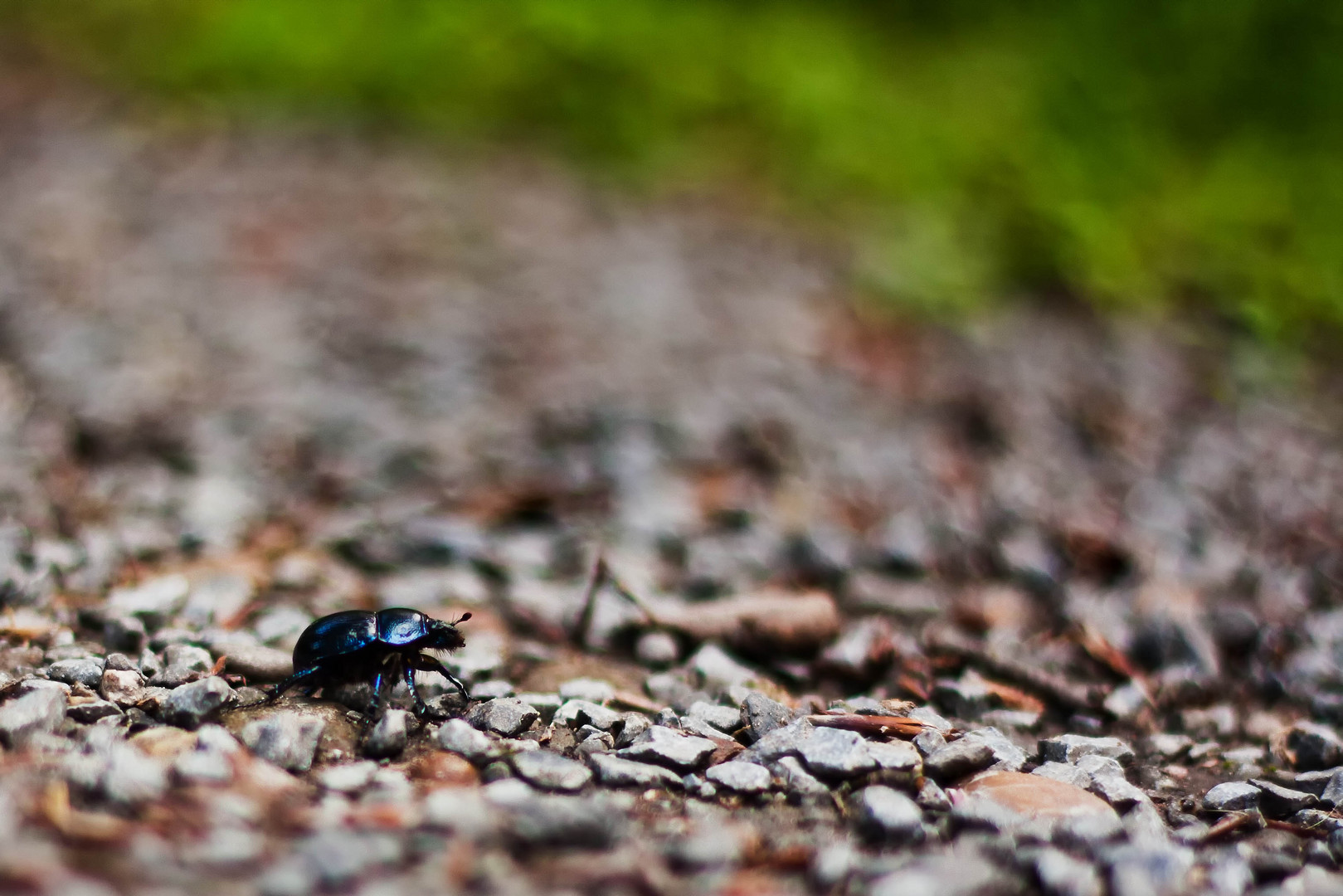 Käfers scharfer Weg