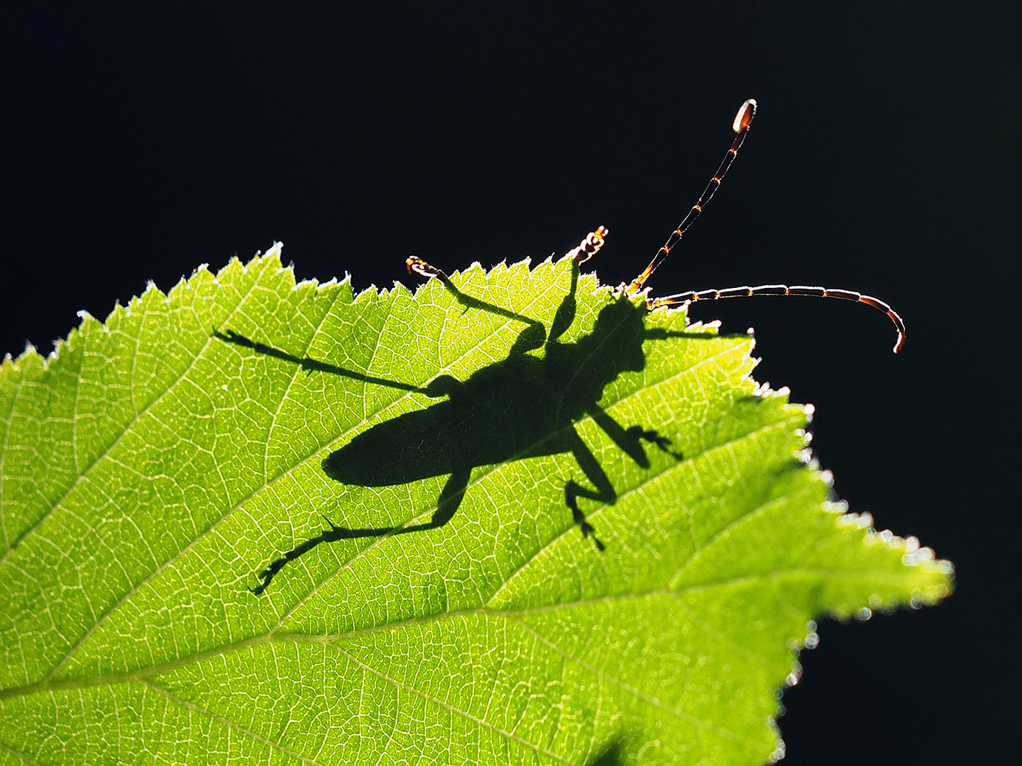 Käferschatten