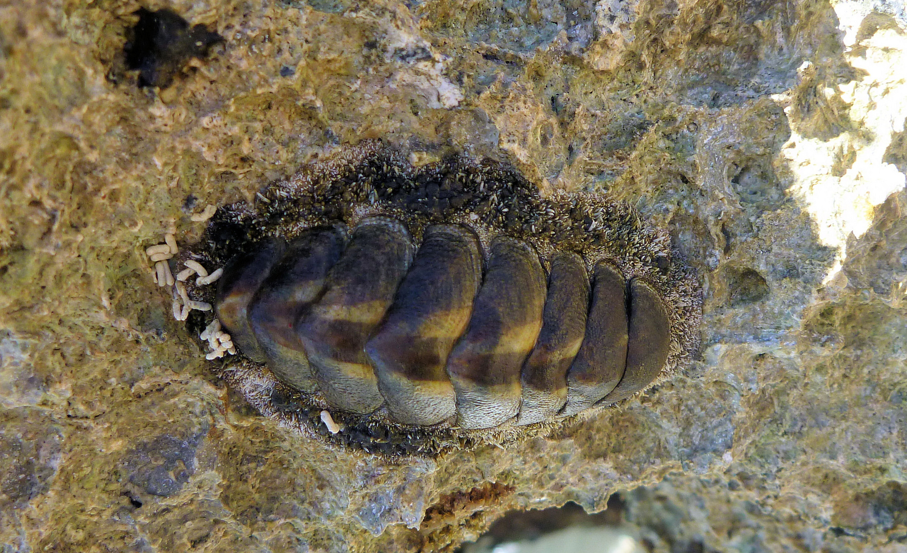 Käferschnecken (Polyplacophora)