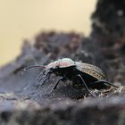 Käferspezialisten, bitte meldet euch! Welcher Laufkäfer ist das aus der Gattung Carabus ?